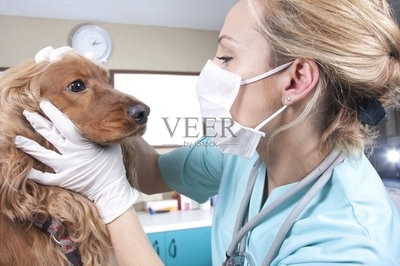 女人,兽医,面罩,水平画幅,动物诊疗室
