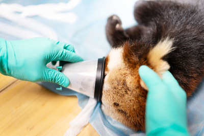瑞沃德守护国宝熊猫,关爱动物健康