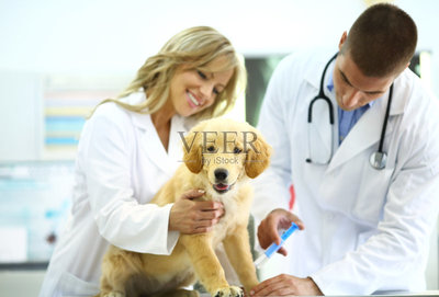 小狗,兽医,动物保护,寻回犬,诊疗室